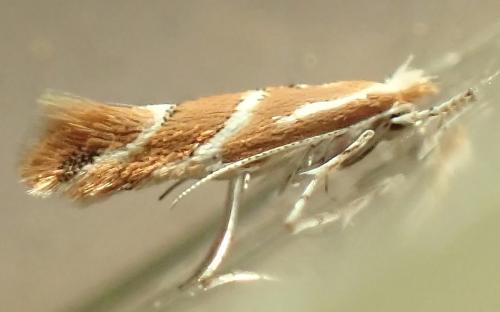 Réf. 326 047 : Phyllonorycter millierella